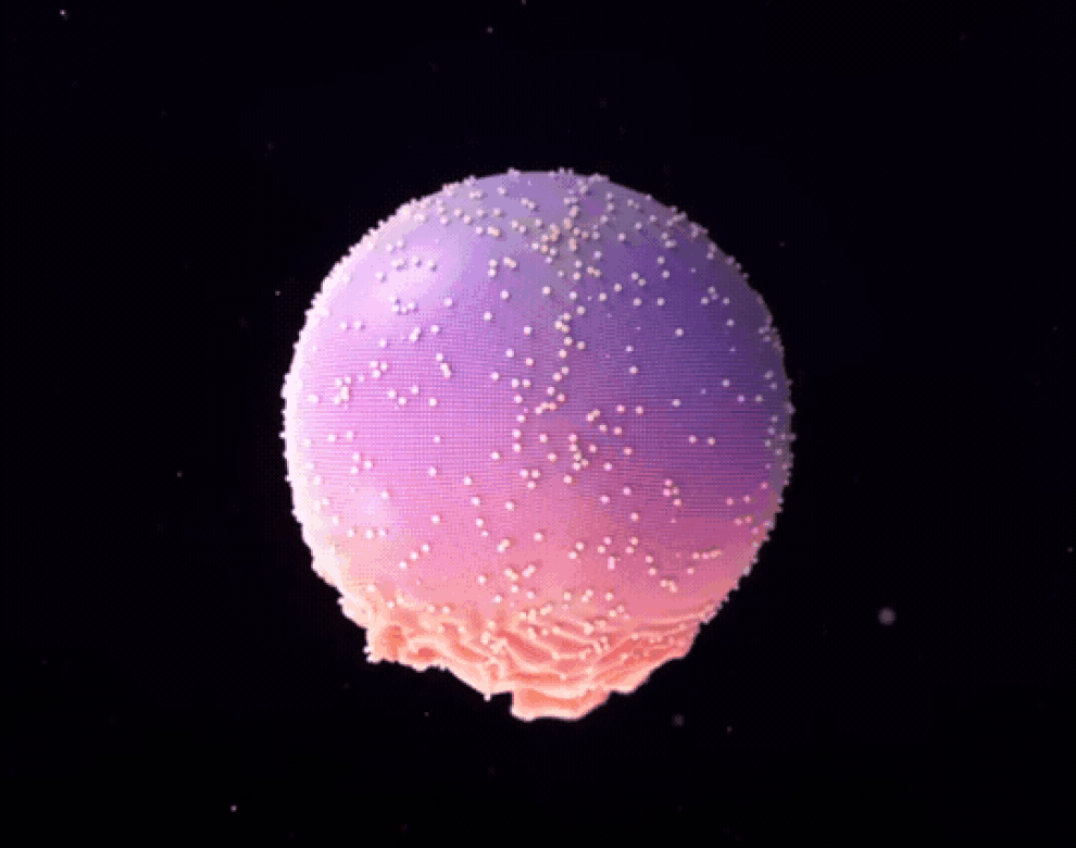 MOTION DESIGN. BASIS