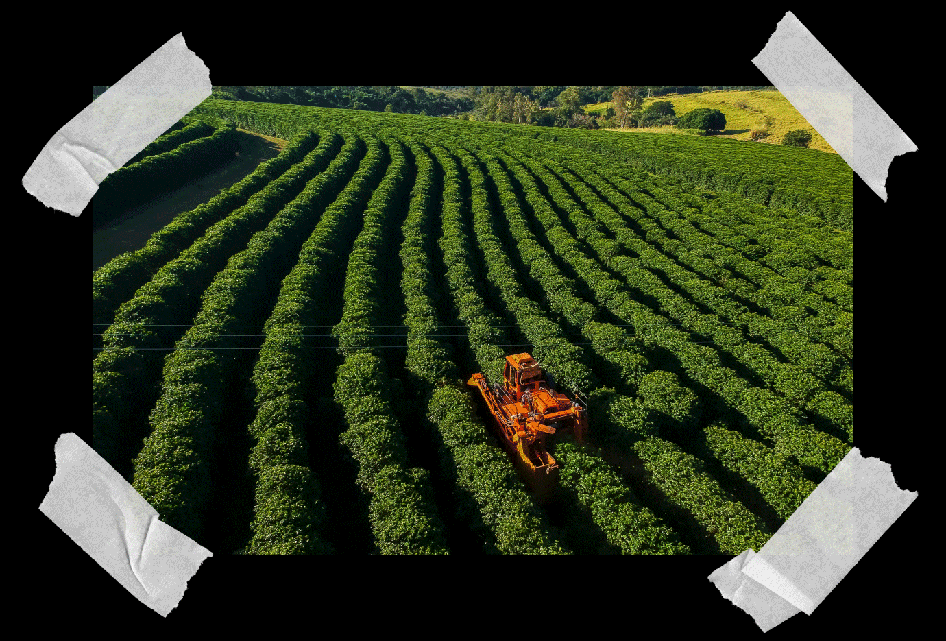 AGRICULTURĂ ECOLOGICĂ